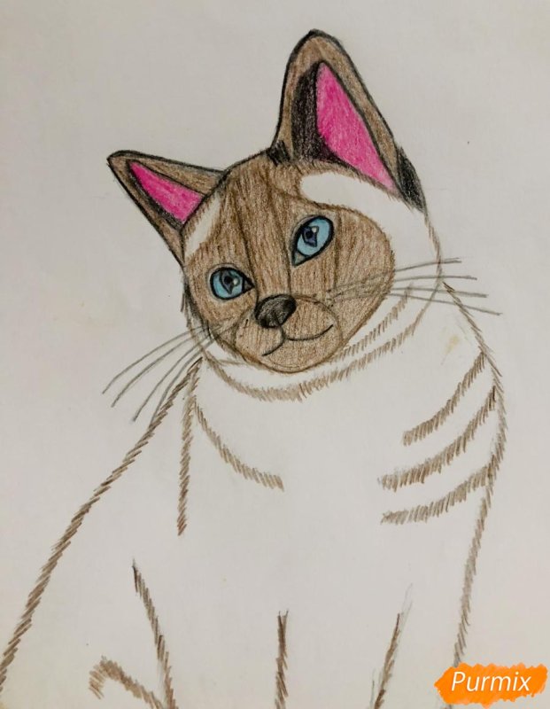 Сиамская кошка карандашом