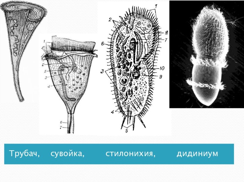 Кархезиум инфузория