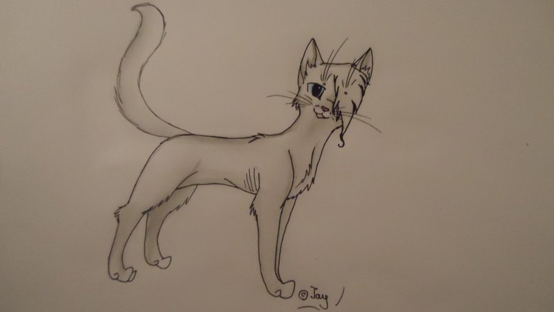 Рисунок кота для срисовки