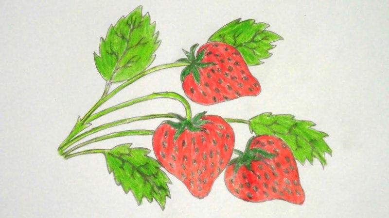 клубника для рисования