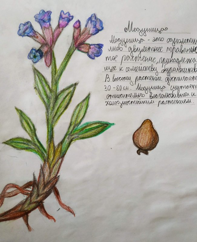 Медуница лекарственная строение