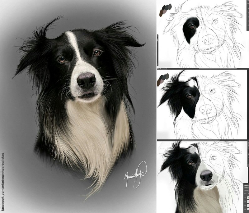 border collie