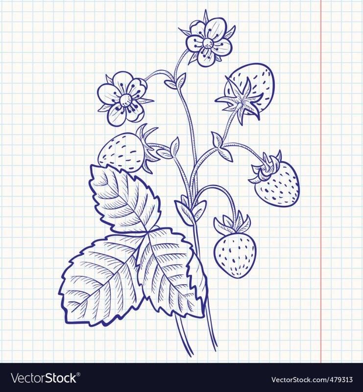 Земляника рисунок карандашом