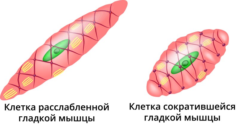 Клетка гладкой мышцы