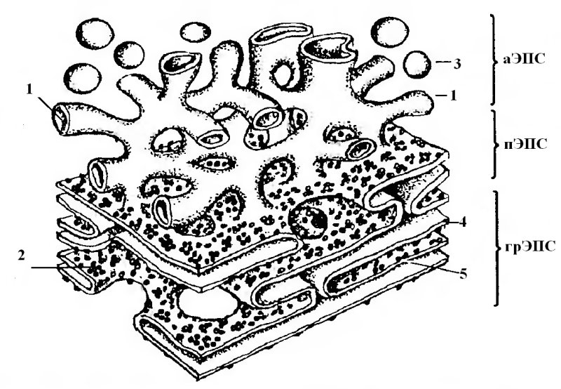 Эндоплазматический ретикулум и аппарат Гольджи