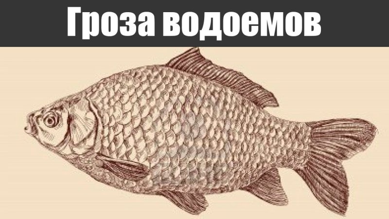 Карась Графика