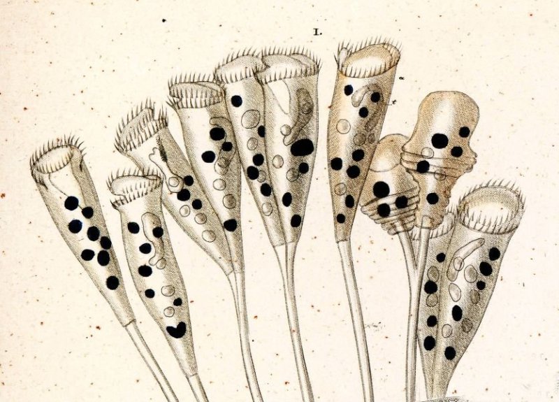 Epistylis plicatilis
