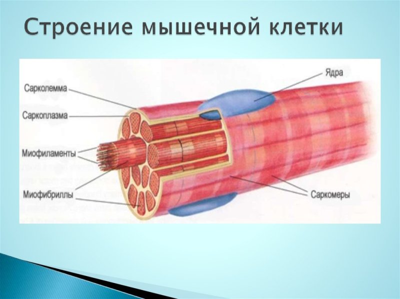 Строение скелетной мышцы рисунок