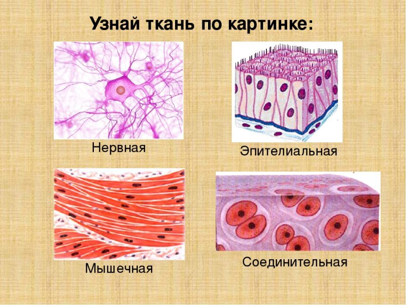 Клетка мышечная