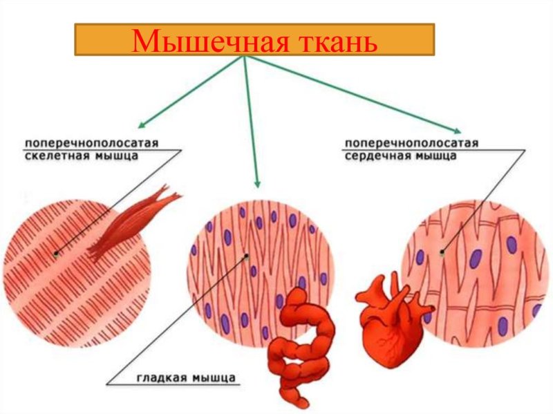 Мышечная ткань строение рисунок