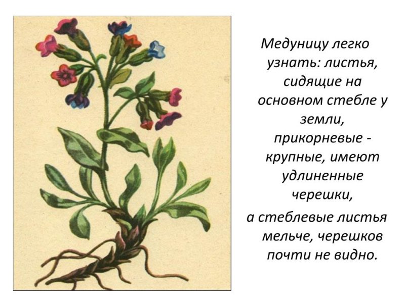Медуница неясная цветок