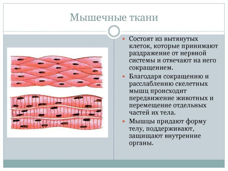 Строение клетки гладкой мышечной ткани