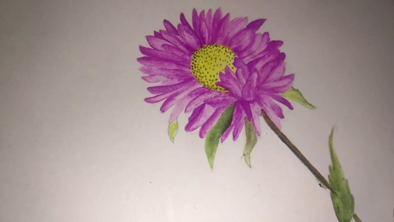 Астра детский рисунок