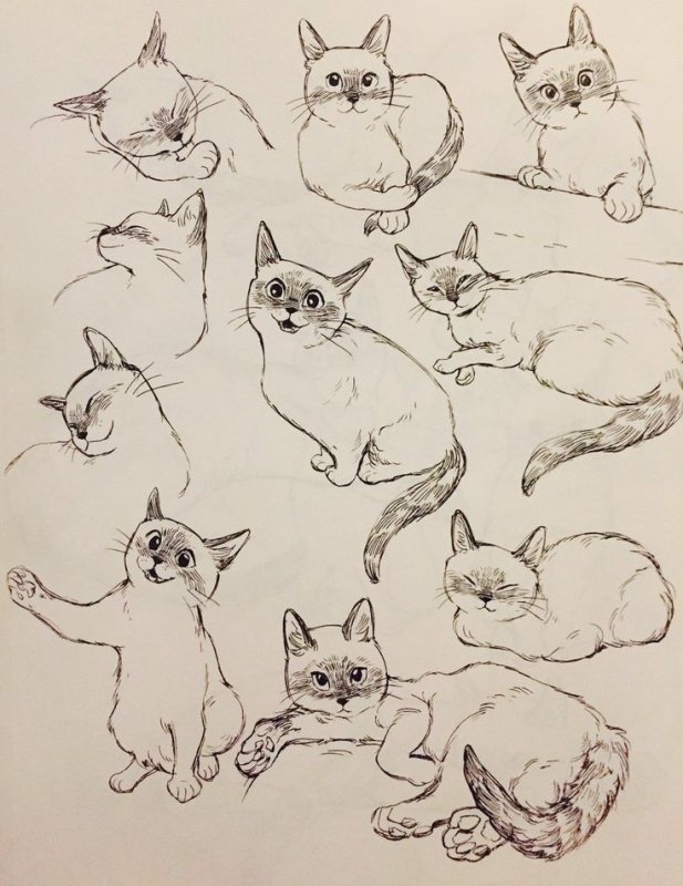 Позы кошек для рисования