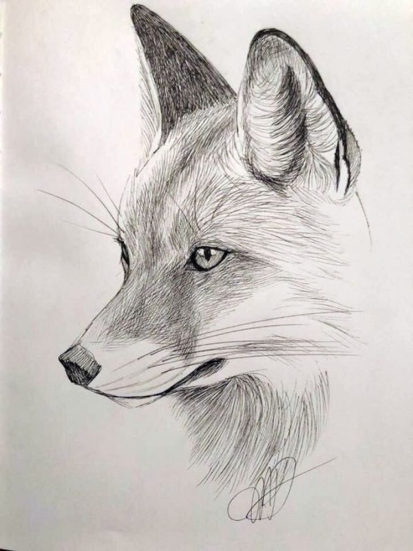 Красивые рисунки карандашом