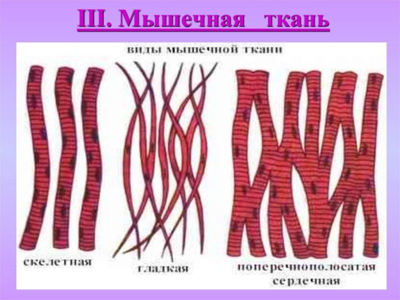 Мышечная ткань рисунок клетки
