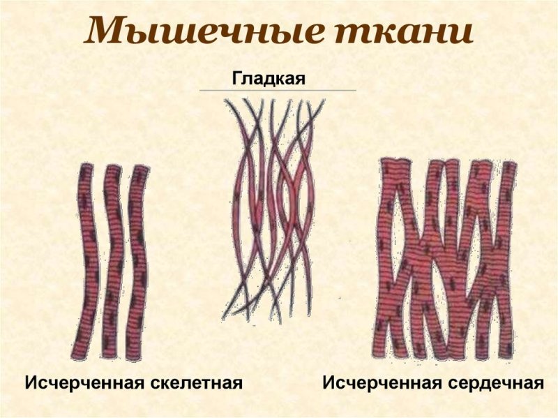 Клетка гладкой мышечной ткани схема