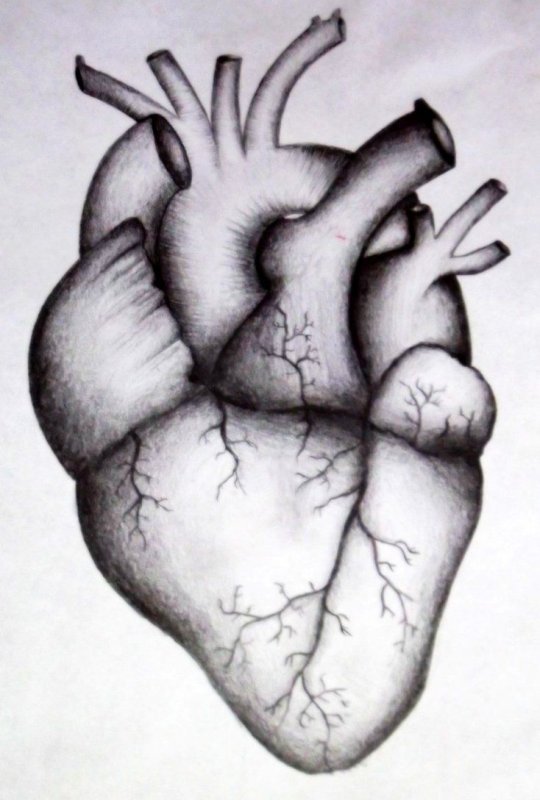 Сердце рисунок карандашом