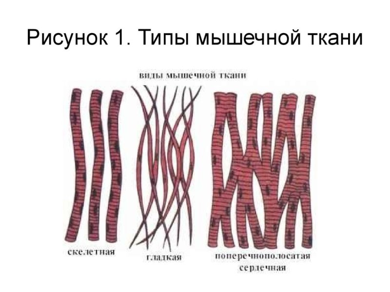 Зарисовка мышечной ткани