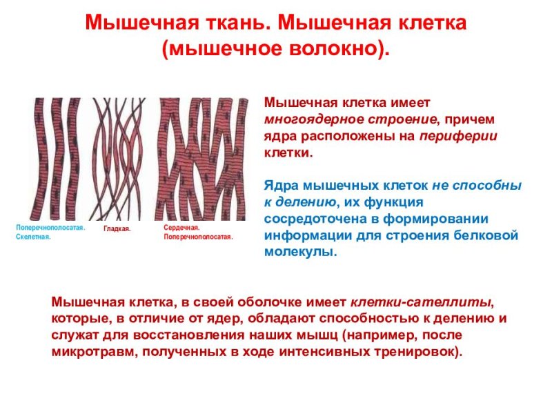 Мышечная клетка функции