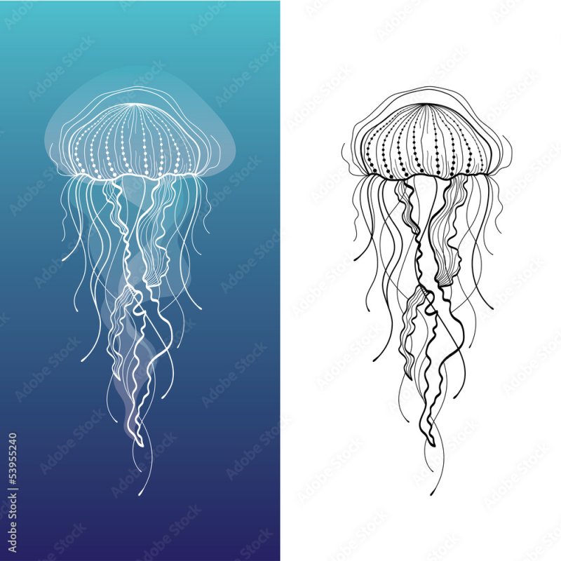 Медуза рисунок