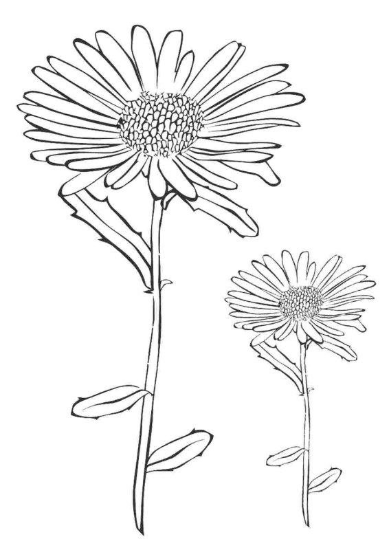 Астра карандашом