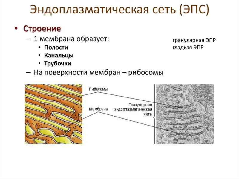 Эндоплазматическая сеть гранулярная и агранулярная строение