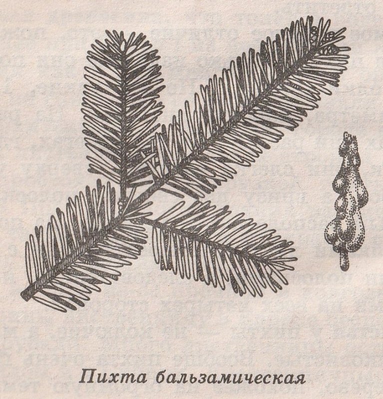 Хвоинки пихты карандашом