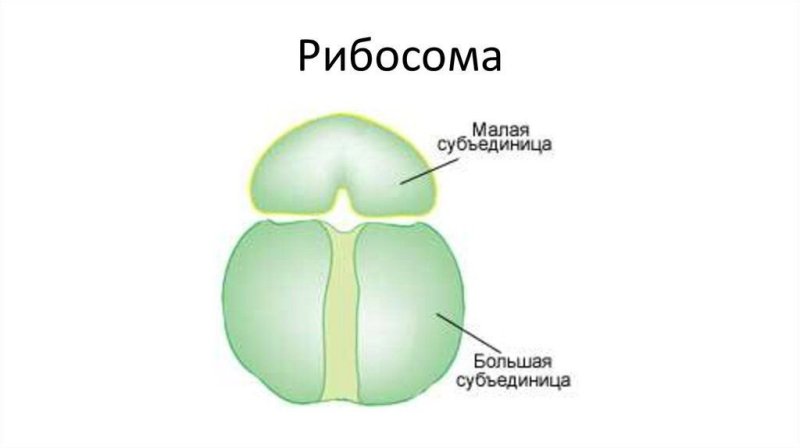 Строение рибосомы рисунок строение