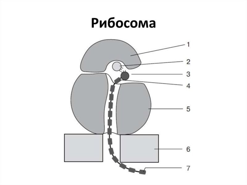 Строение рибосомы без подписей