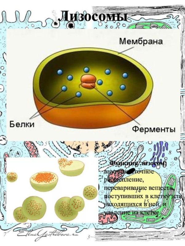 Строение растительной клетки лизосомы