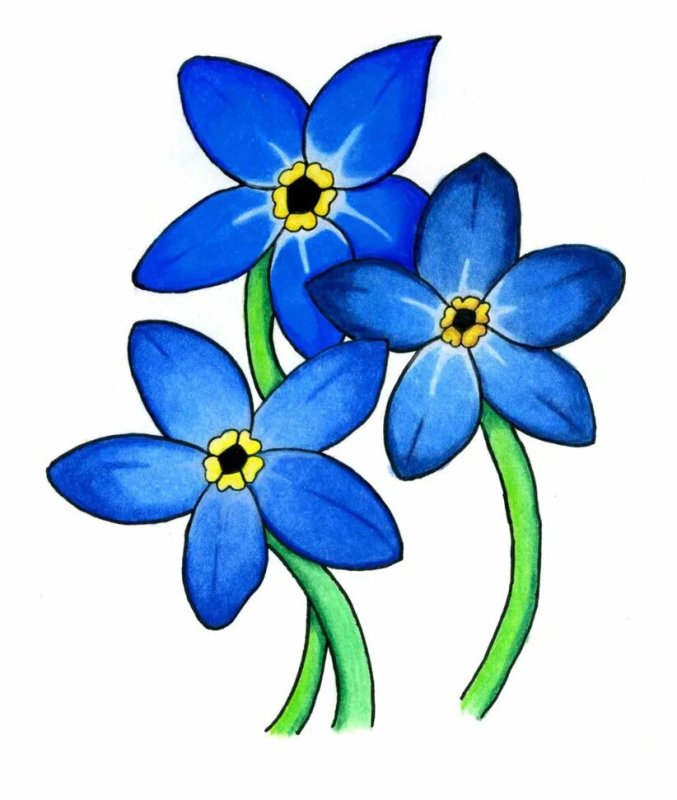 Незабудка рисунок для детей
