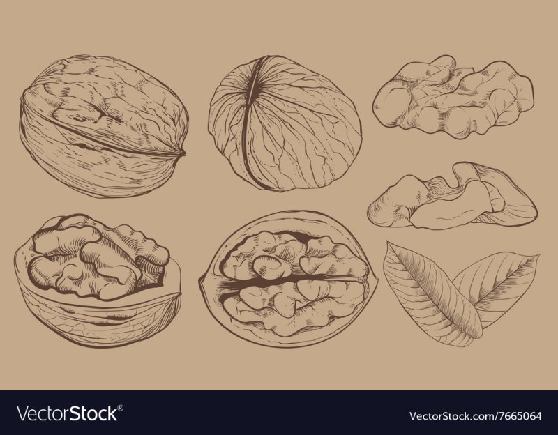 Грецкий орех раскраска для детей