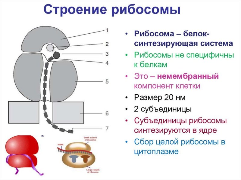 Рисунок структуры рибосомы