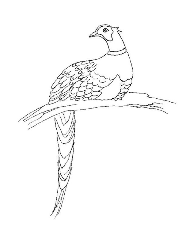 Птицы. Раскраска