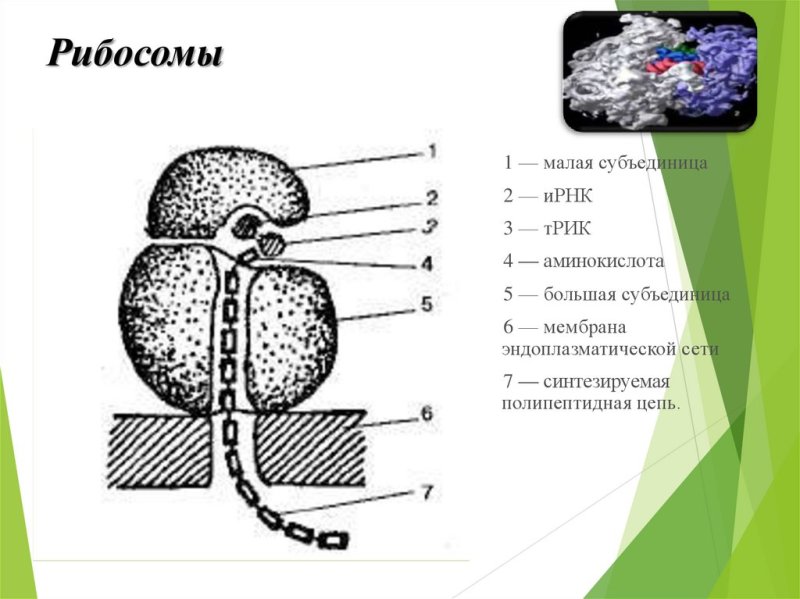 Строение эукариотической клетки рибосомы строение и функции