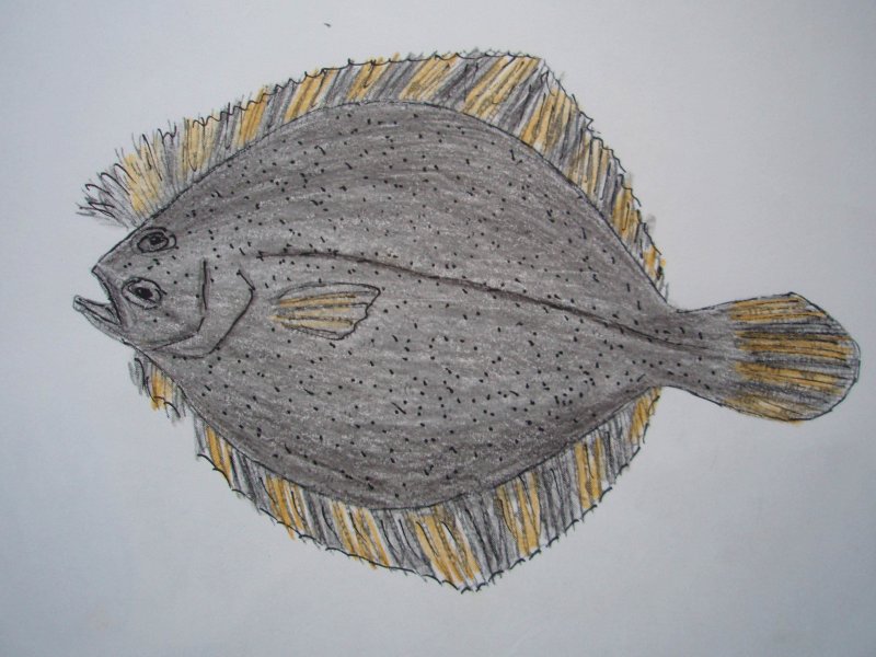 Камбала рисунок