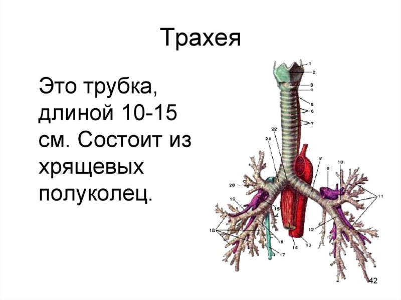 Дыхательное горло строение