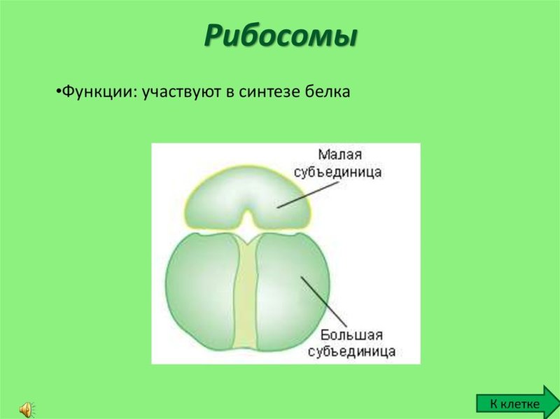 Строение рибосомы ЕГЭ