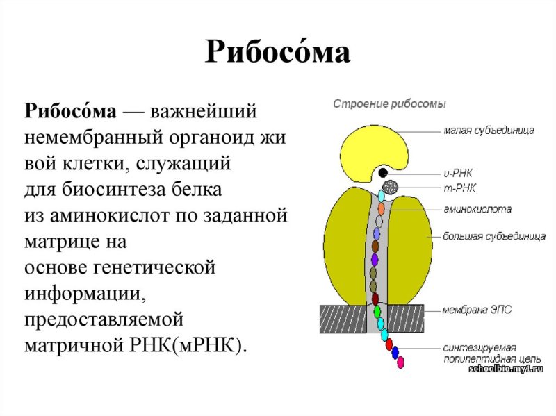 Структура клетки рибосома