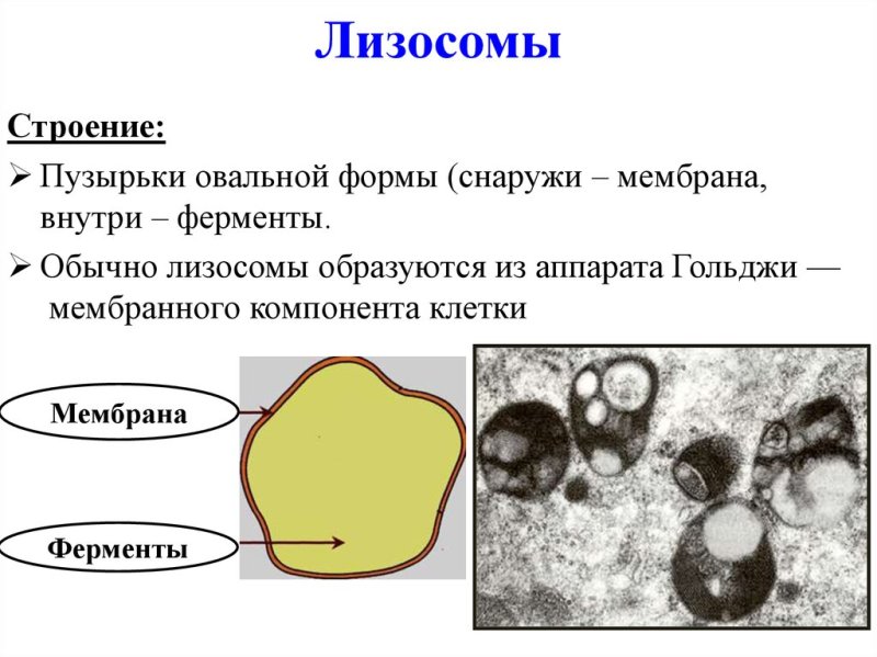 Лизосомы строение