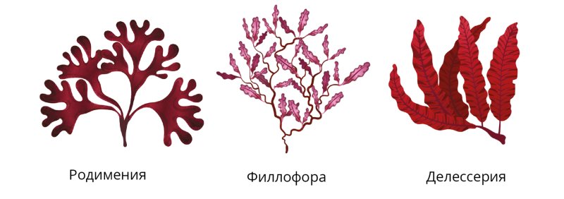Багрянки водоросли