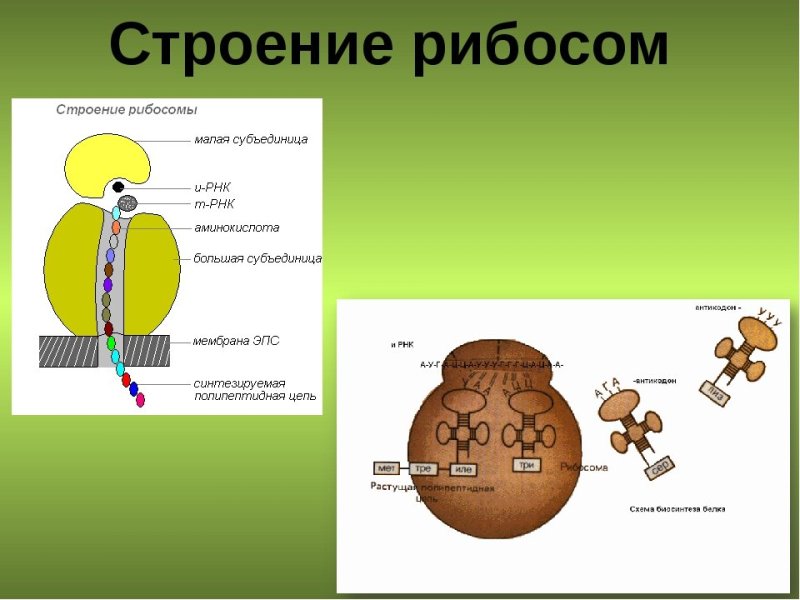Строение рибосом биохимия