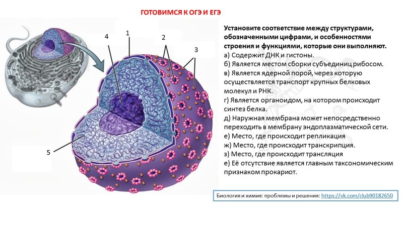 Мембранный органеллы клетки строение ядра