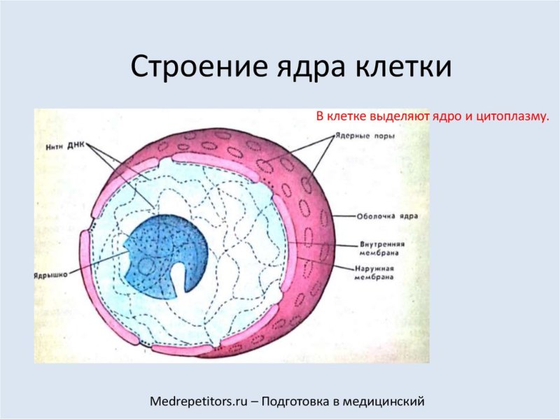 Строение ядра эукариотической клетки схема