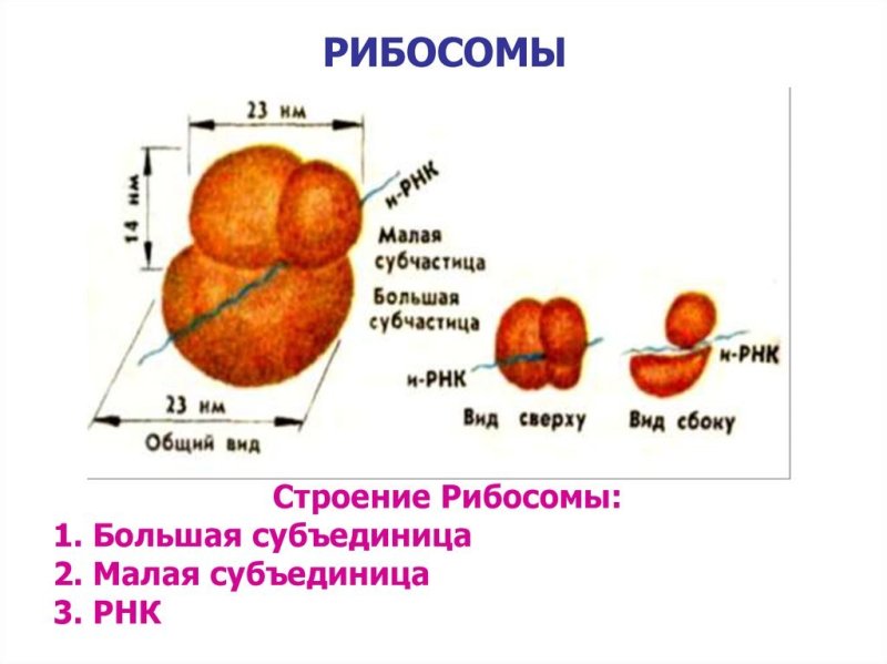 Строение рибосомы клетки