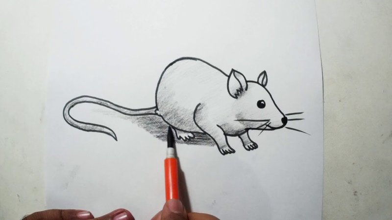 Рисунок крыски легкий