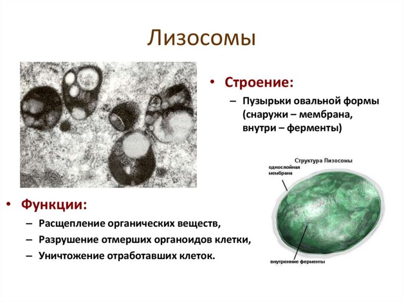 Первичные лизосомы строение