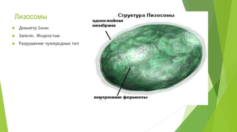 Лизосома в клетке