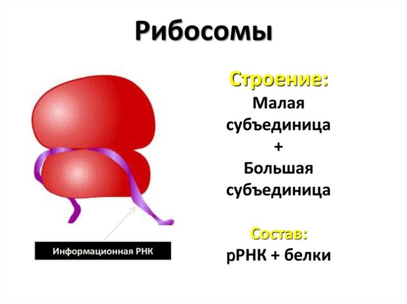 Строение рибосомы биология 10 класс